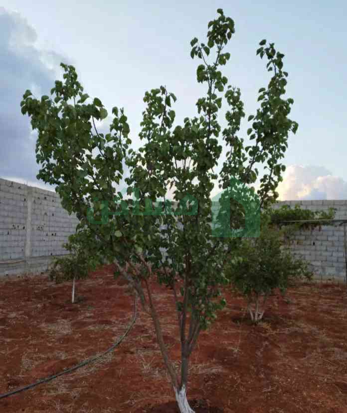 استراحه في مدينة المرج بالتحديد المرج القديم